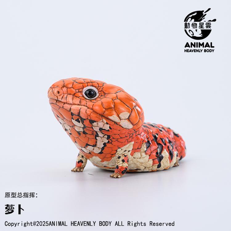 Shingleback Skink | Tiliqua Rugosa Rugosa