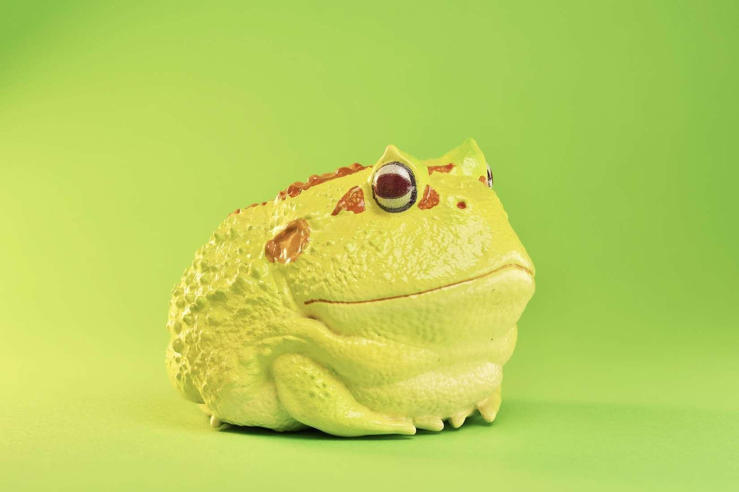 Cranwell’s Horned Frog (Albino) | Ceratophrys Cranwelli
