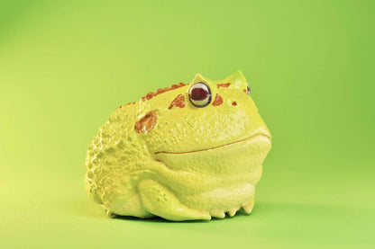 Cranwell’s Horned Frog (Albino) | Ceratophrys Cranwelli