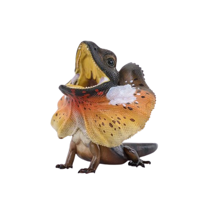 Frilled Lizard | Chlamydosaurus Kingii