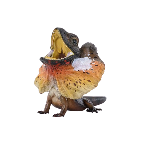Frilled Lizard | Chlamydosaurus Kingii