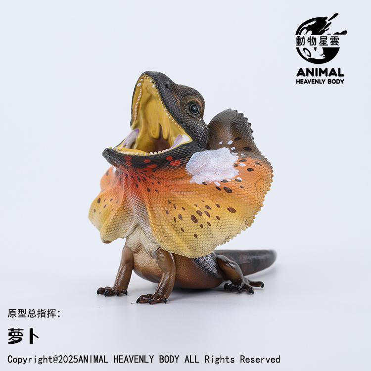 Frilled Lizard | Chlamydosaurus Kingii