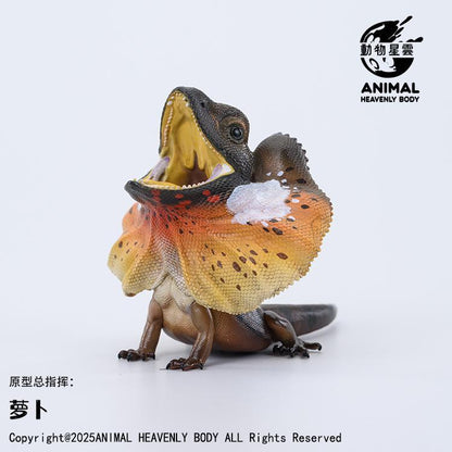 Frilled Lizard | Chlamydosaurus Kingii
