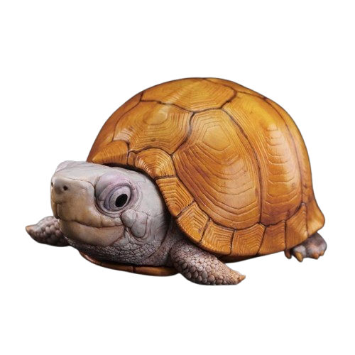 Yucatan Box Turtle | Terrapene Carolina Yucatana