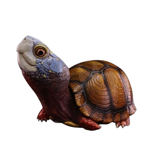 Mexican Box Turtle | Terrapene Mexicana