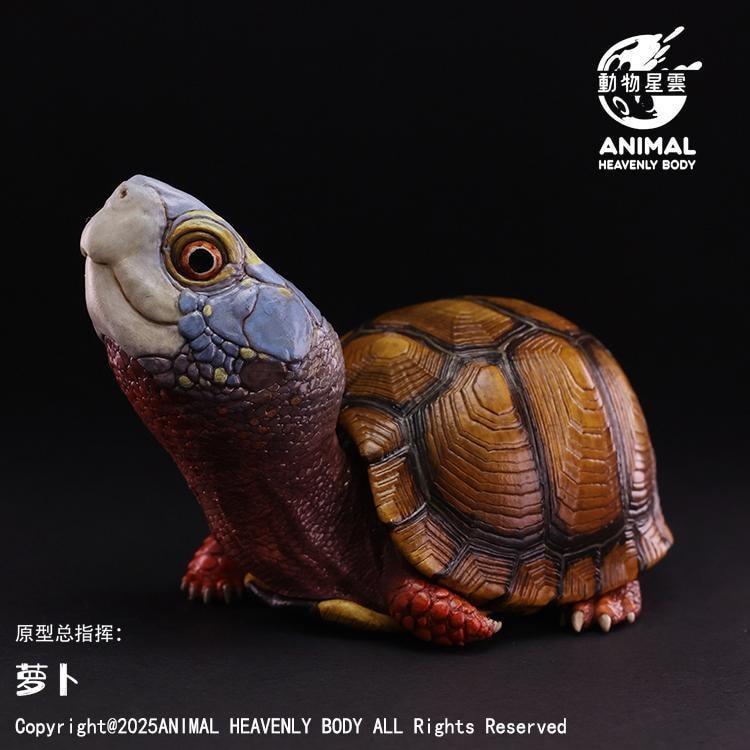 Mexican Box Turtle | Terrapene Mexicana