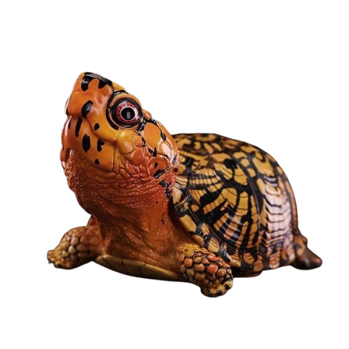 Eastern Box Turtle (Orange) | Terrapene Carolina Carolina