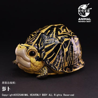 Florida Box Turtle | Terrapene Carolina Bauri