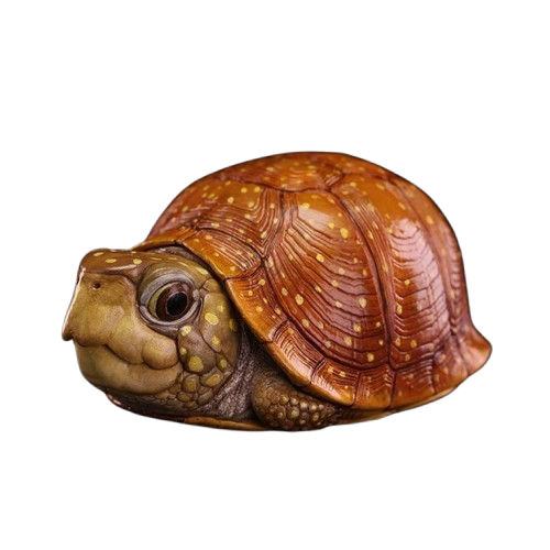 Spotted Box Turtle | Terrapene Nelsoni