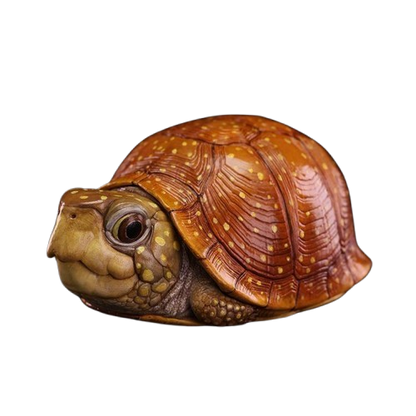 Spotted Box Turtle | Terrapene Nelsoni
