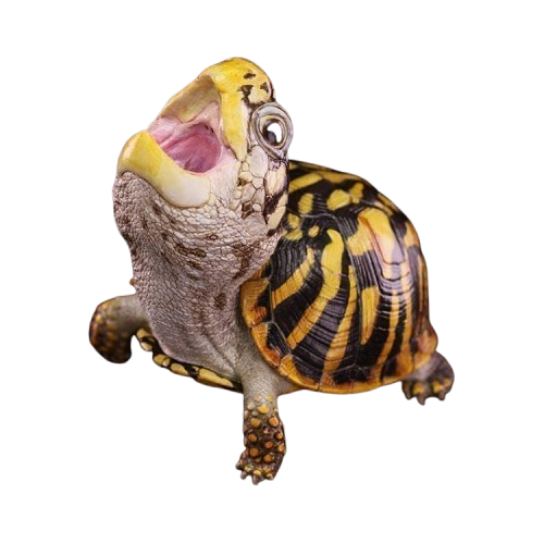 Ornate Box Turtle | Terrapene Ornata