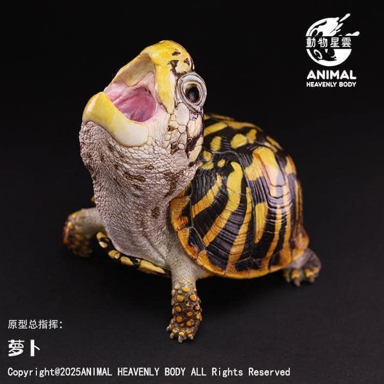Ornate Box Turtle | Terrapene Ornata