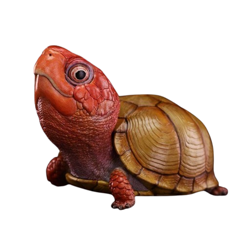 Three-toed Box Turtle | Terrapene Carolina Triunguis