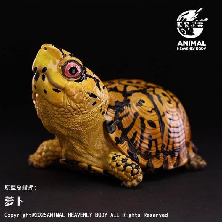 Eastern Box Turtle (Yellow) | Terrapene Carolina Carolina