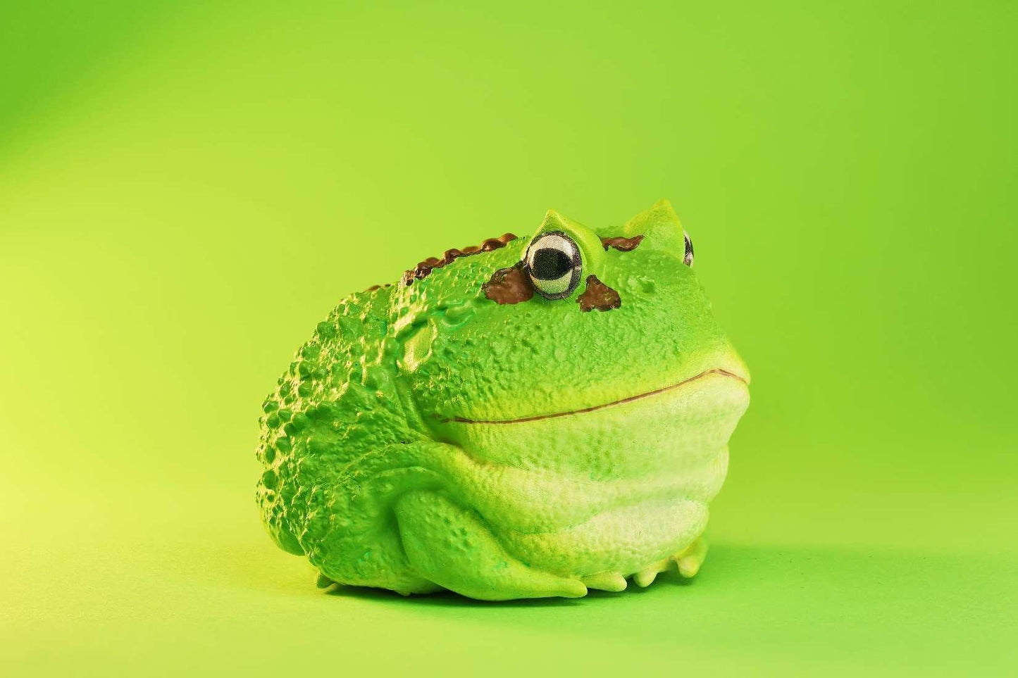 Cranwells Horned Frog | Ceratophrys Cranwelli