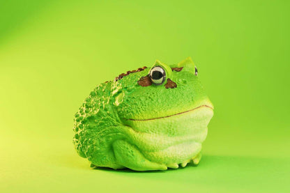 Cranwells Horned Frog | Ceratophrys Cranwelli