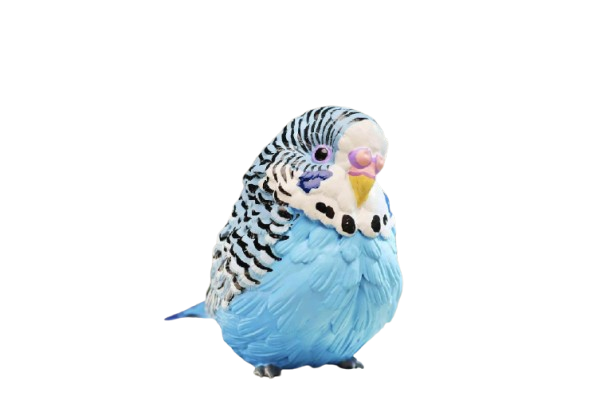 Budgerigar (Blue) | Melopsittacus Undulatus