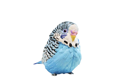 Budgerigar (Blue) | Melopsittacus Undulatus