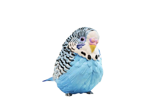 Budgerigar (Blue)