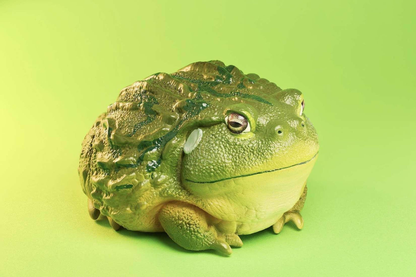 African Bullfrog | Pyxicephalus Adspersus