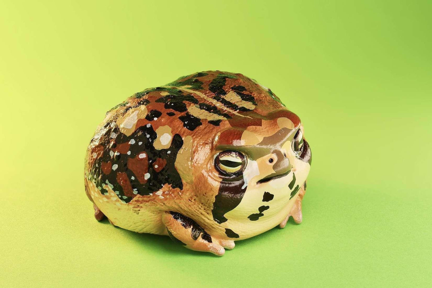 Rain Frog | Breviceps Adspersus