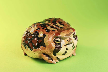 Rain Frog | Breviceps Adspersus