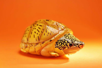 Salvin's Giant Musk Turtle | Staurotypus Salvinii