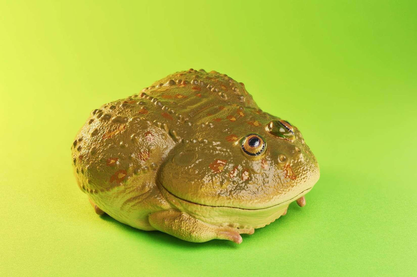 Budgett's Frog | Lepidobatrachus Laevis