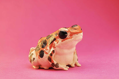 Strawberry Poison Dart Frog | Bastimentos