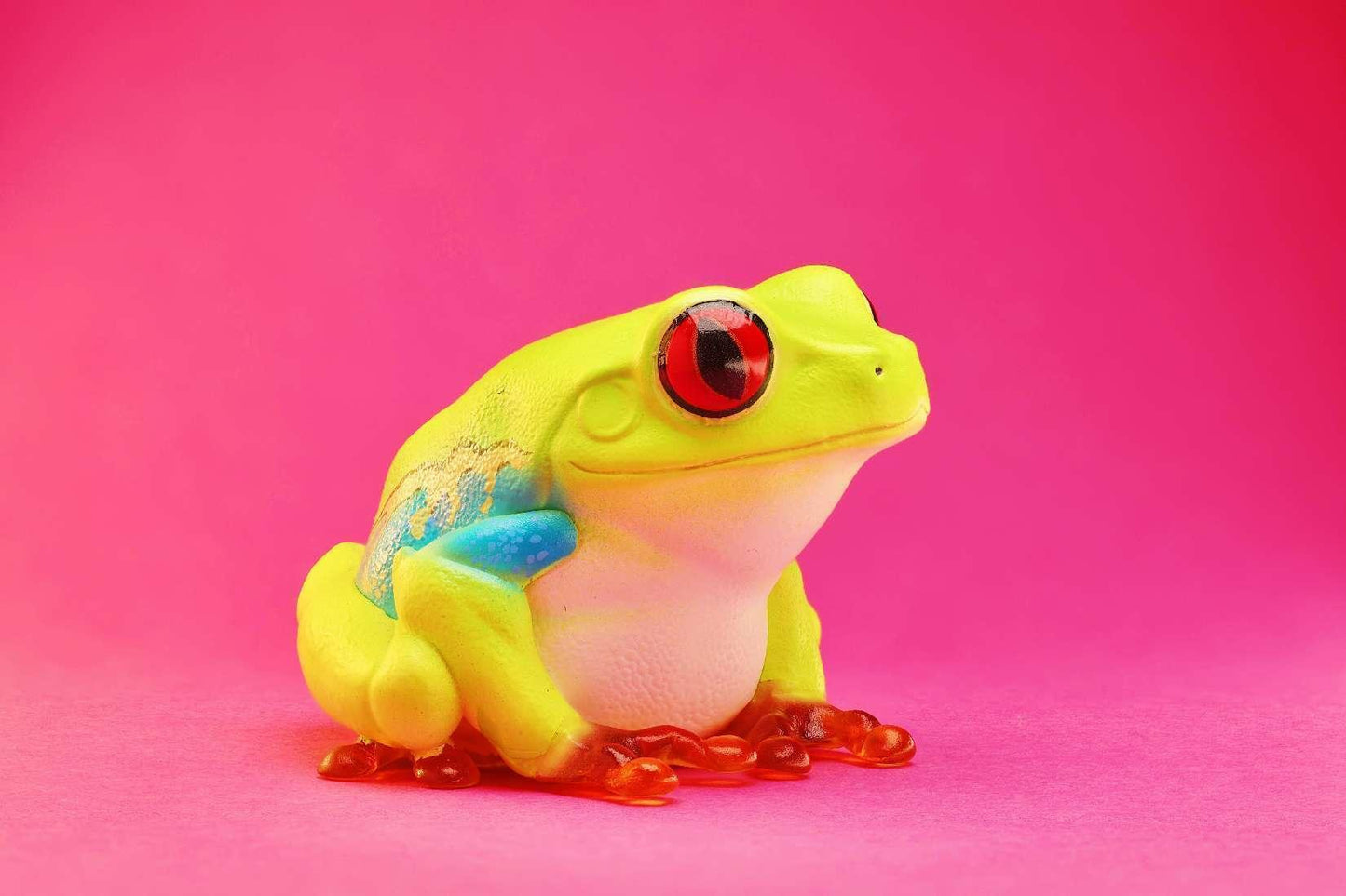 Red Eyed Tree Frog | Agalychnis Callidryas