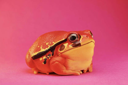Tomato Frog | Dyscophus