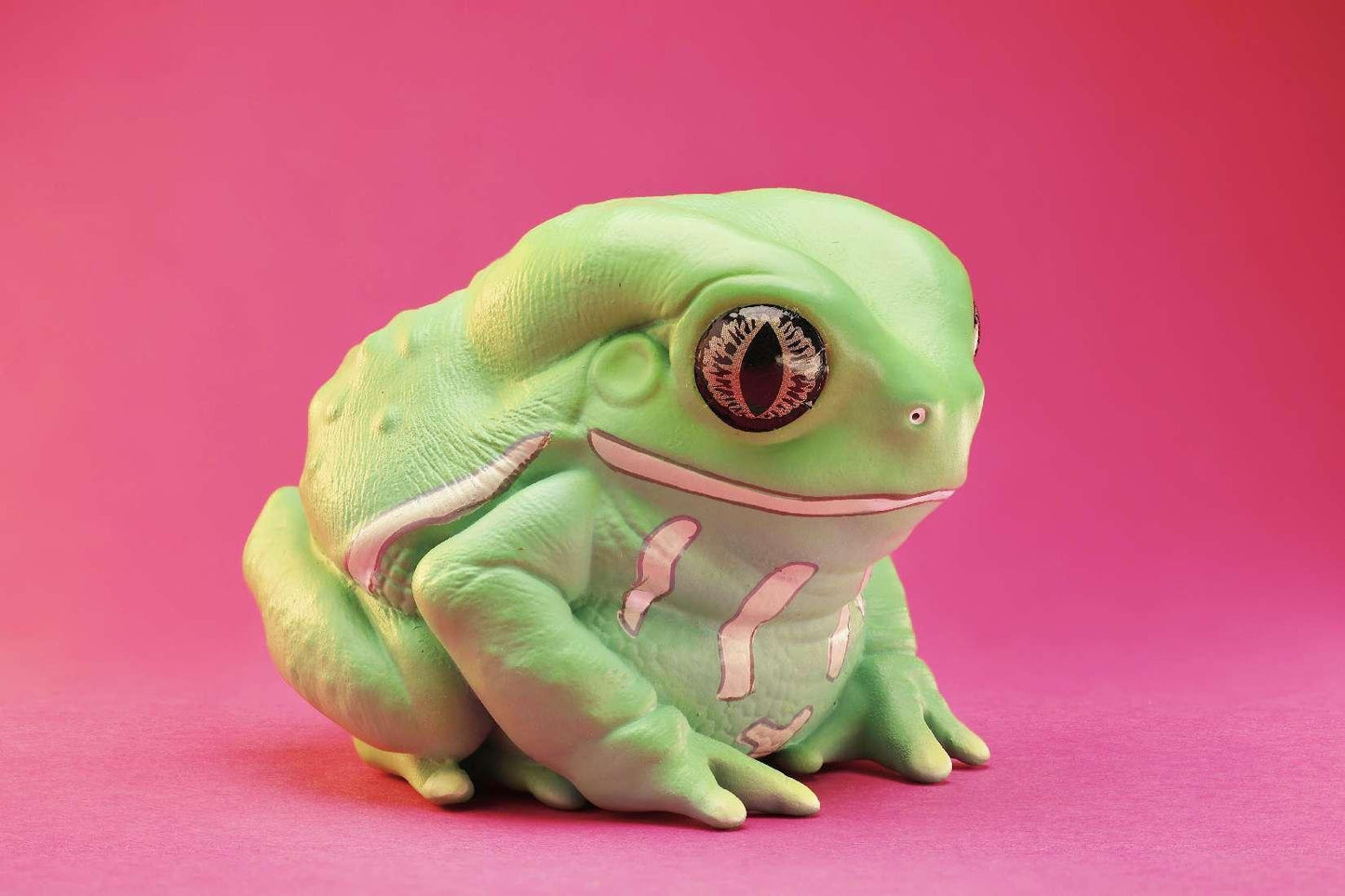 Waxy Monkey Tree Frog | Phyllomedusa Sauvagii