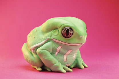 Waxy Monkey Tree Frog | Phyllomedusa Sauvagii