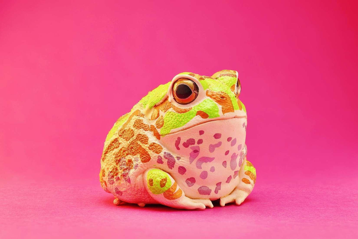 Chaco Horned Frog | Chacophrys Pierottii