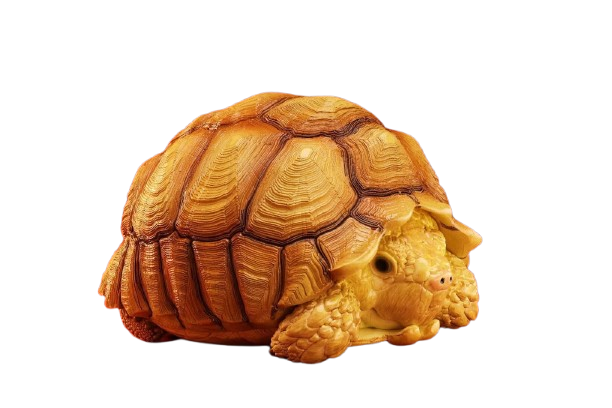 Sulcata Tortoise (Male)| Centrochelys Sulcata