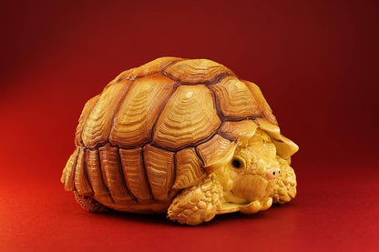 Sulcata Tortoise (Male)| Centrochelys Sulcata