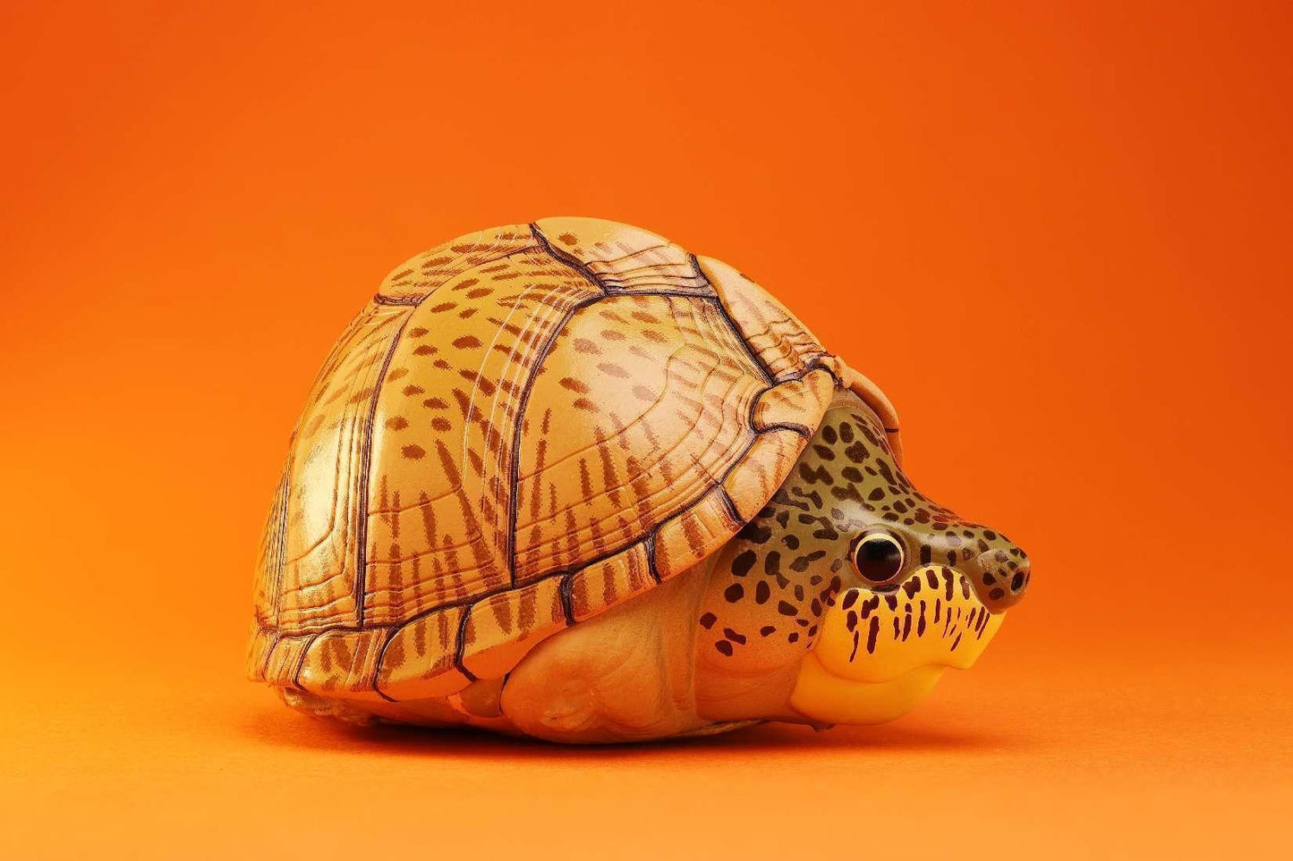 Razor-backed Musk Turtle | Kinosternon Carinatus