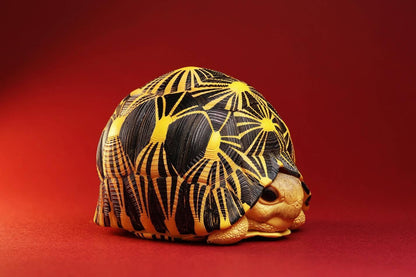 Radiated Tortoise | Astrochelys Radiata