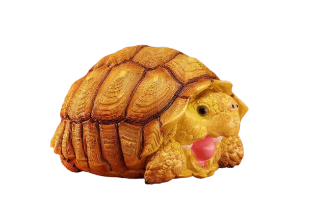 Sulcata Tortoise (Female) | Centrochelys Sulcata