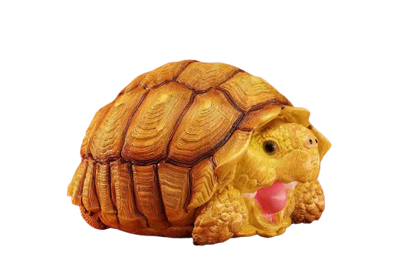 Sulcata Tortoise (Female) | Centrochelys Sulcata