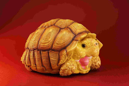 Sulcata Tortoise (Female) | Centrochelys Sulcata