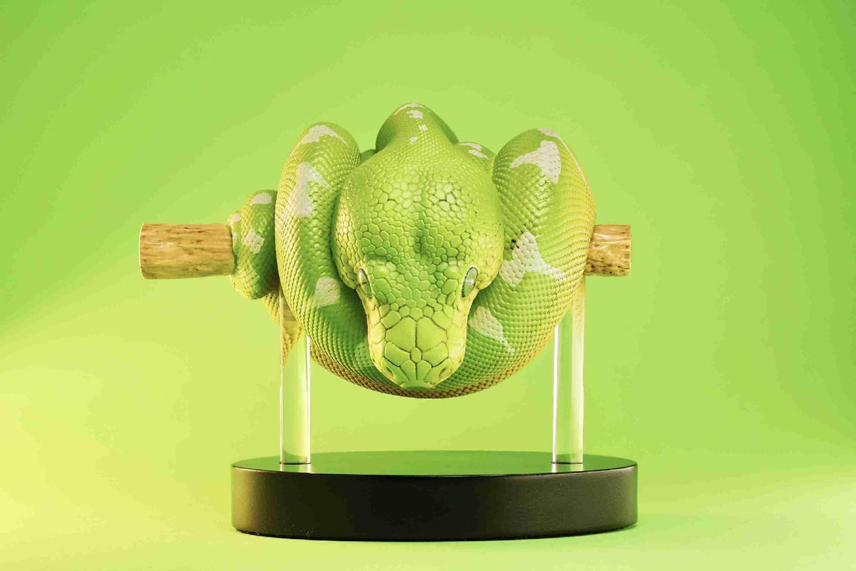 Emerald Tree Boa | Corallus Caninus