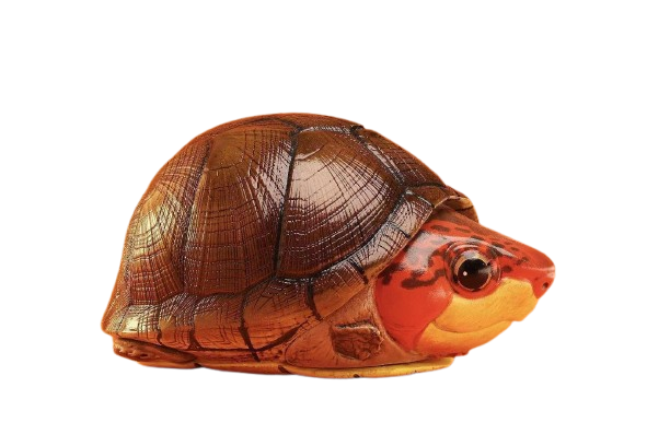Red-cheeked Mud Turtle | Kinosternon Scorpioides