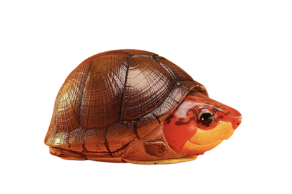 Red-cheeked Mud Turtle | Kinosternon Scorpioides