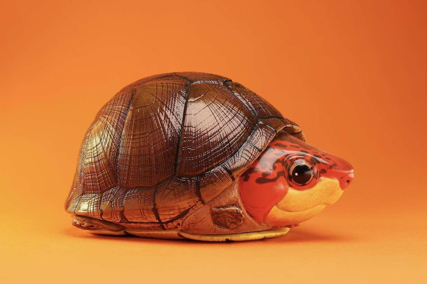 Red-cheeked Mud Turtle | Kinosternon Scorpioides