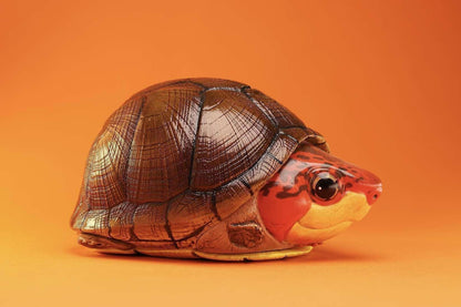 Red-cheeked Mud Turtle | Kinosternon Scorpioides