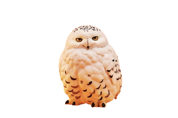 Snowy Owl | Bubo Scandiacus