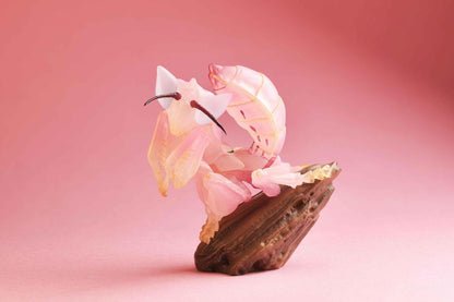 Orchid Mantis | Hymenopus Coronatus