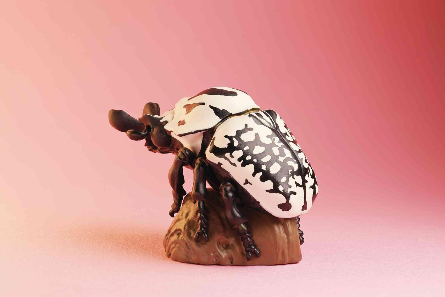 Eastern Goliath Beetle | Goliathus Orientalis