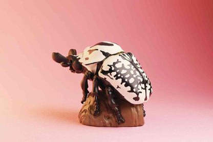 Eastern Goliath Beetle | Goliathus Orientalis